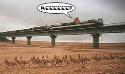 antelopes.jpg